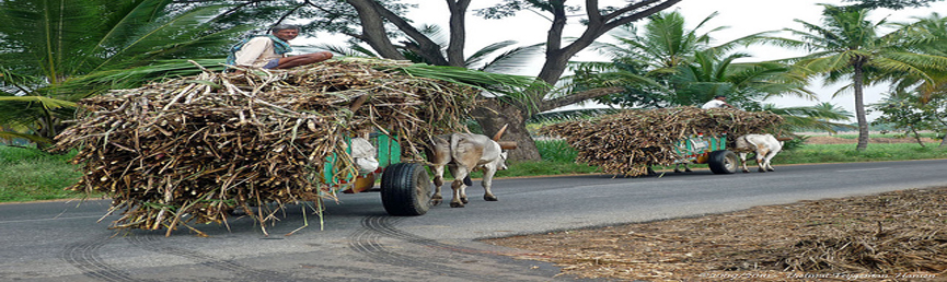 Cane Delivering to Factory by Grower