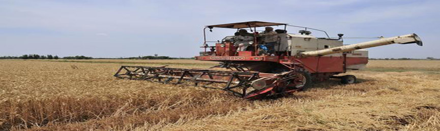 Wheat Harvesting Procedure